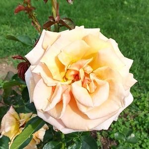 Meet your Posher, Brandy